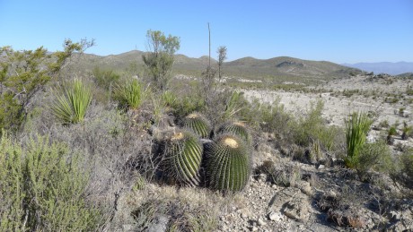 02.Mexico, Nuevo Leon, San Ignacio de Texes, Echinocactus ingens