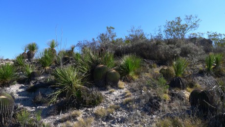 05. Mexico, Nuevo Leon, San Ignacio de Texes, Turbinicarpus valdezianus albiflorus