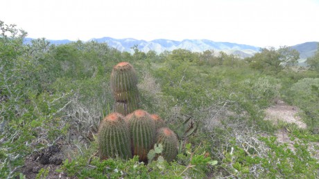 24. Mexico NL, údolí Aramberi, Marmolejo, Ferocactus steinesi pilosus