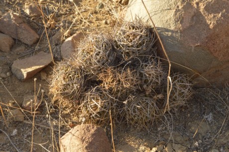 12. Pyrrhocactus (Eriosyce) limariensis
