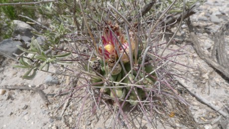 01. Dr. Aroyo 2012, Glandulicactus uncinatus, wrightii