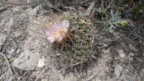 05. Dr. Aroyo 2012, Stenocactus erectocentrusm