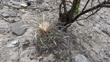 08. Dr. Aroyo 2012, Stenocactus erectocentrus