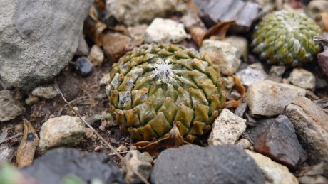 10. NL 2019, El Refugio el. Reparo Encephalocarpu strobiliformis