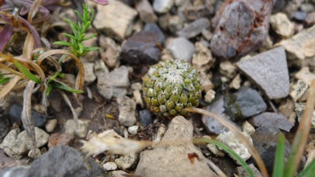 12. NL 2019 El Refugio del Reparo Encep. strob.