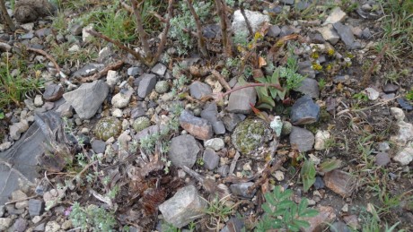 13. NL 2019 El Refugio del Reparo Encephalocarpu strobiliformis