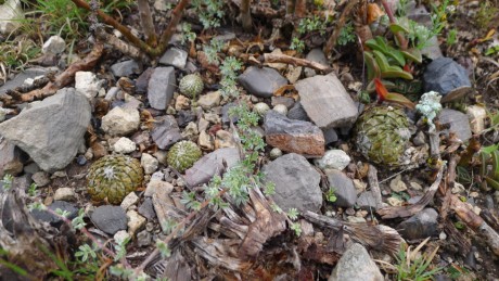 14. NL 2019 El Refugio del Reparo Encephalocarpu strobiliformis