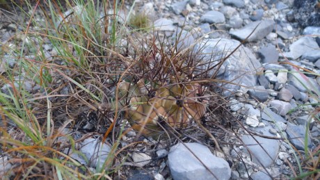 16. NL 2019  La Escondida Thel. hexaedrophorus