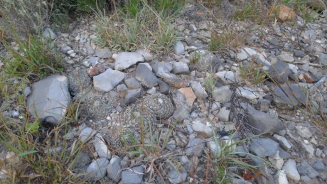 17. NL 2019  La Escondida  Enceph. strob.