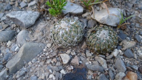 18. NL 2019  La Escondida La Escondida Enceph. strob. 