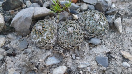 19. NL 2019 La Escondida Enceph. strob. 