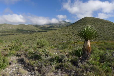 20. NL 2019  La Escondida, Enceph. strob. naleziště