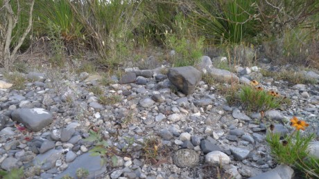 22. NL 2019  La Escondida, Enceph. strob.