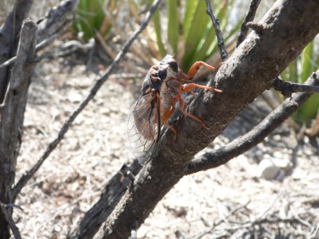 12. Nejhlasitější hmyz v Mexiku - cikáda
