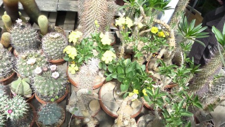 27. U p. Šímy z Holic jsou k vidění nádherné rostliny kaktusů, ale i sukulentů.