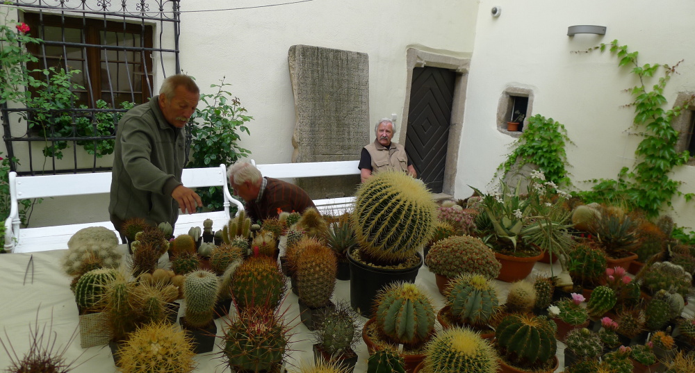 4 Výstava kaktusů 2015