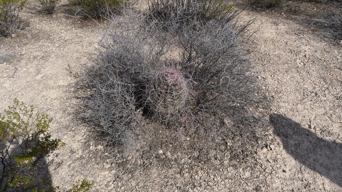 16. Mexico, Coahuila, Sinco de Mayo3, Ferocactus hamatacanthus