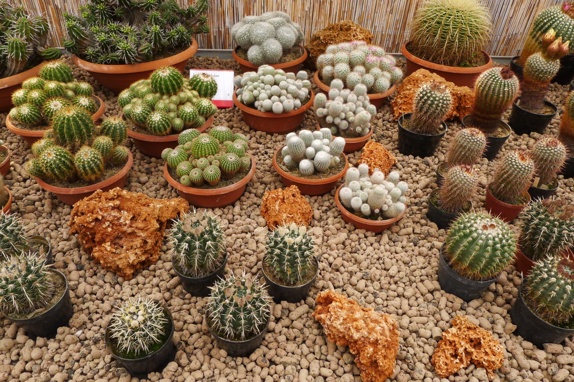17. výstava kaktusů Brno Bystrc
