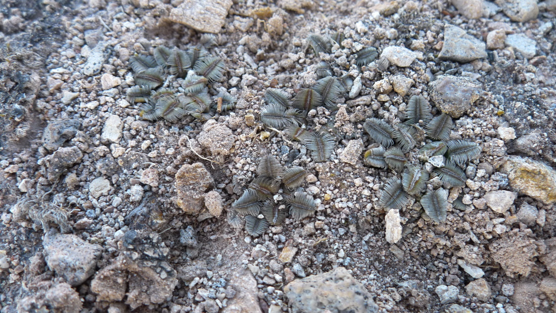 19. San Pedro Martin Quichapa, Mammillaria bertholdii
