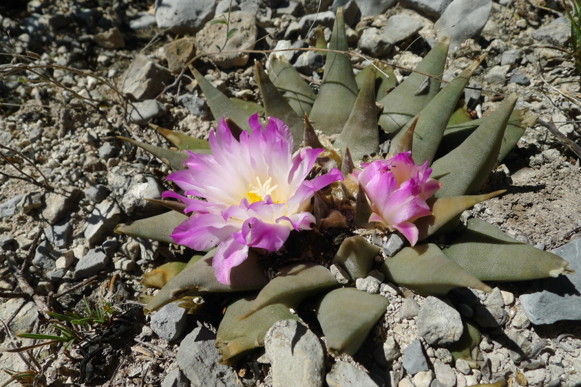 14. Mexico NL, údolí Aramberi, Marmolejo, Ar. confusus