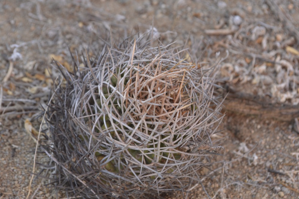 6. Pyrrhocactus (Eriosyce) limariensis
