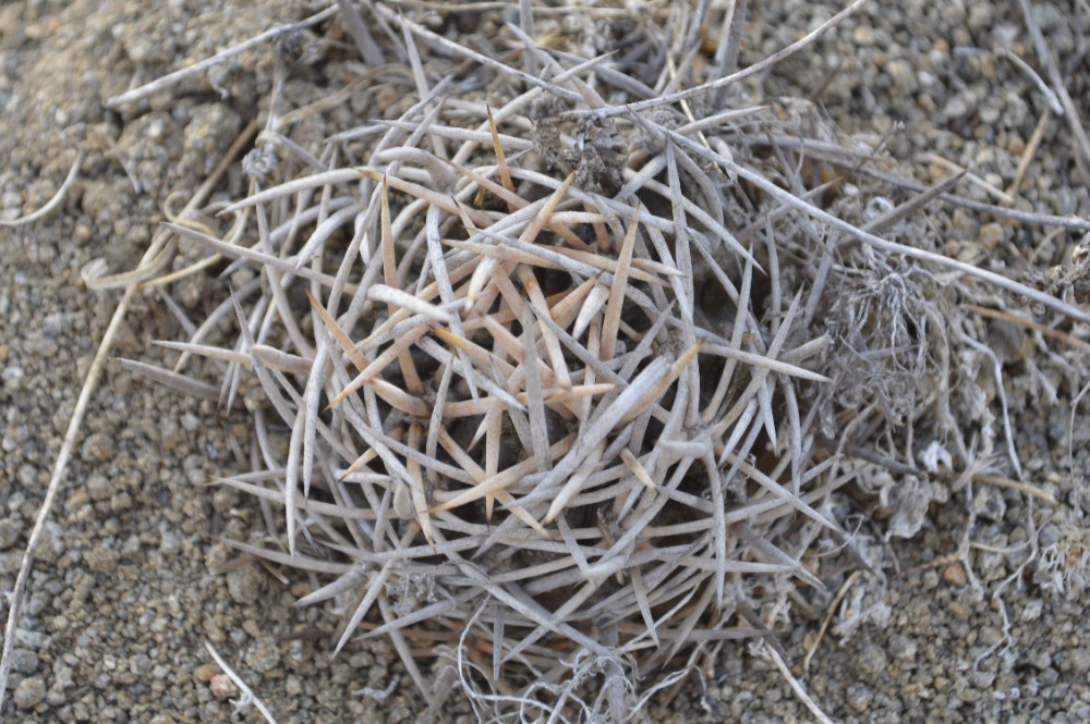 8. Pyrrhocactus (Eriosyce) limariensis