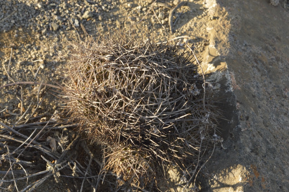 9. Pyrrhocactus (Eriosyce) limariensis