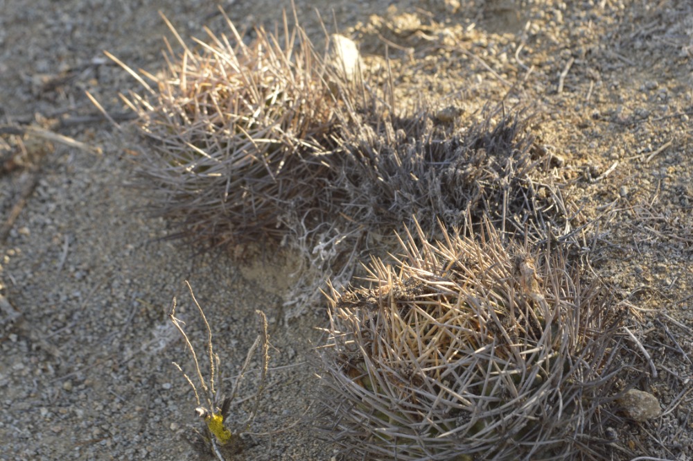 11. Pyrrhocactus (Eriosyce) limariensis