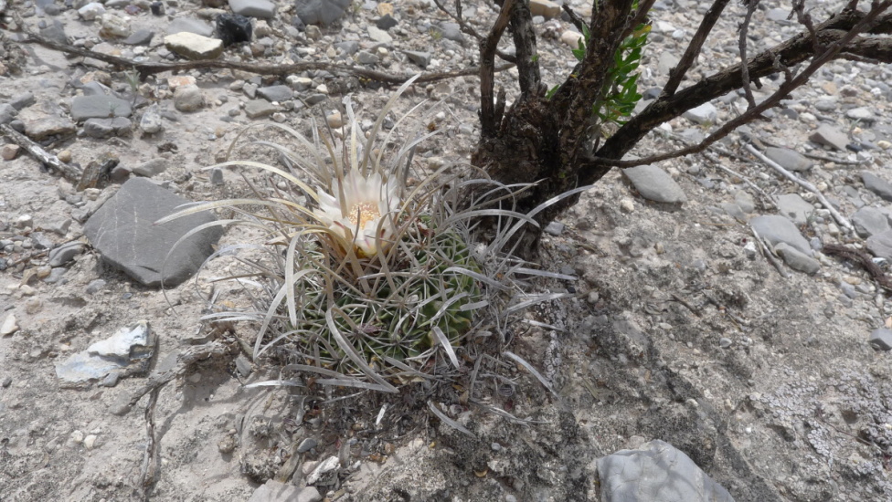 08. Dr. Aroyo 2012, Stenocactus erectocentrus