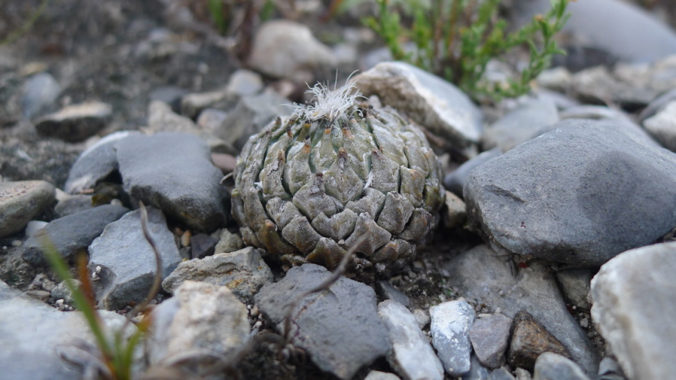 21. NL 2019  La Escondida, Enceph. strob.