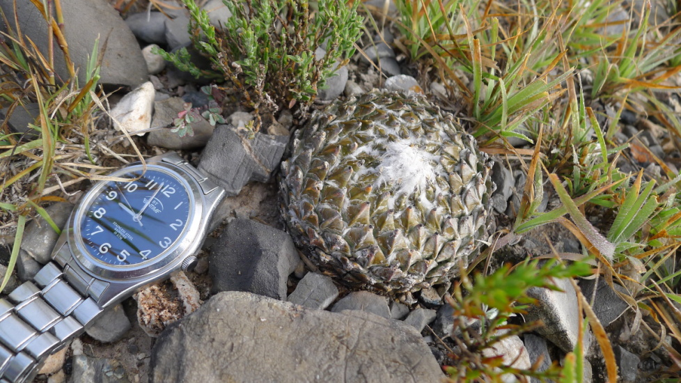 23. NL 2019  La Escondida, Enceph. strob.