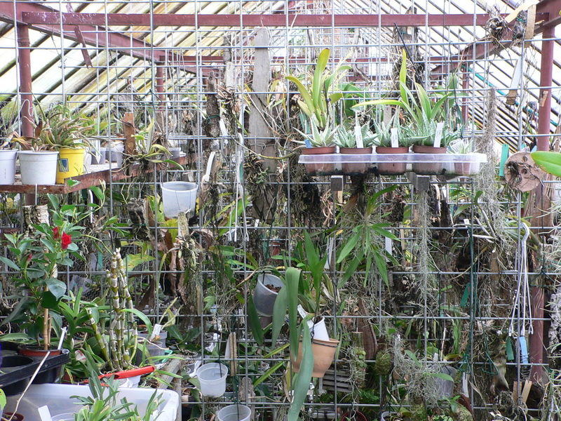 Sbírka orchidejí u p. Vondruše v Homoli