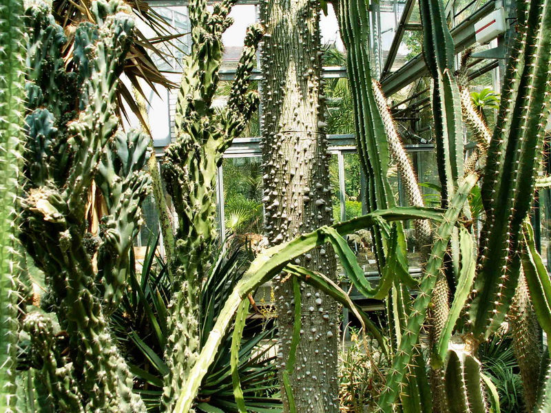 11 Sukulentní a kaktusová džungle ve skleníku UK