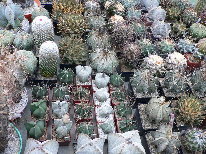 Nádherná sbírka kaktusů