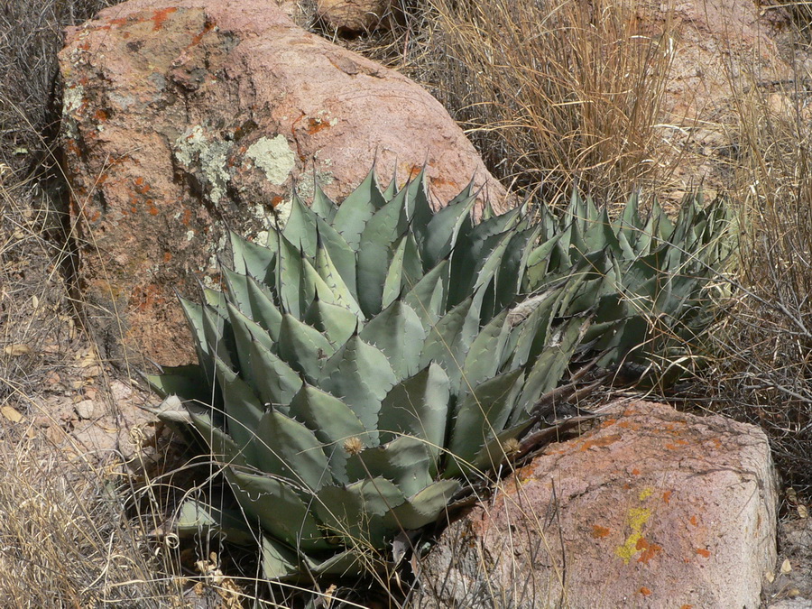 6.Agave parryi