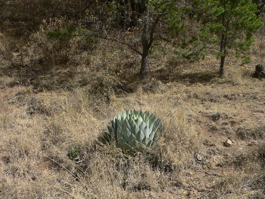 21.Agave parryi