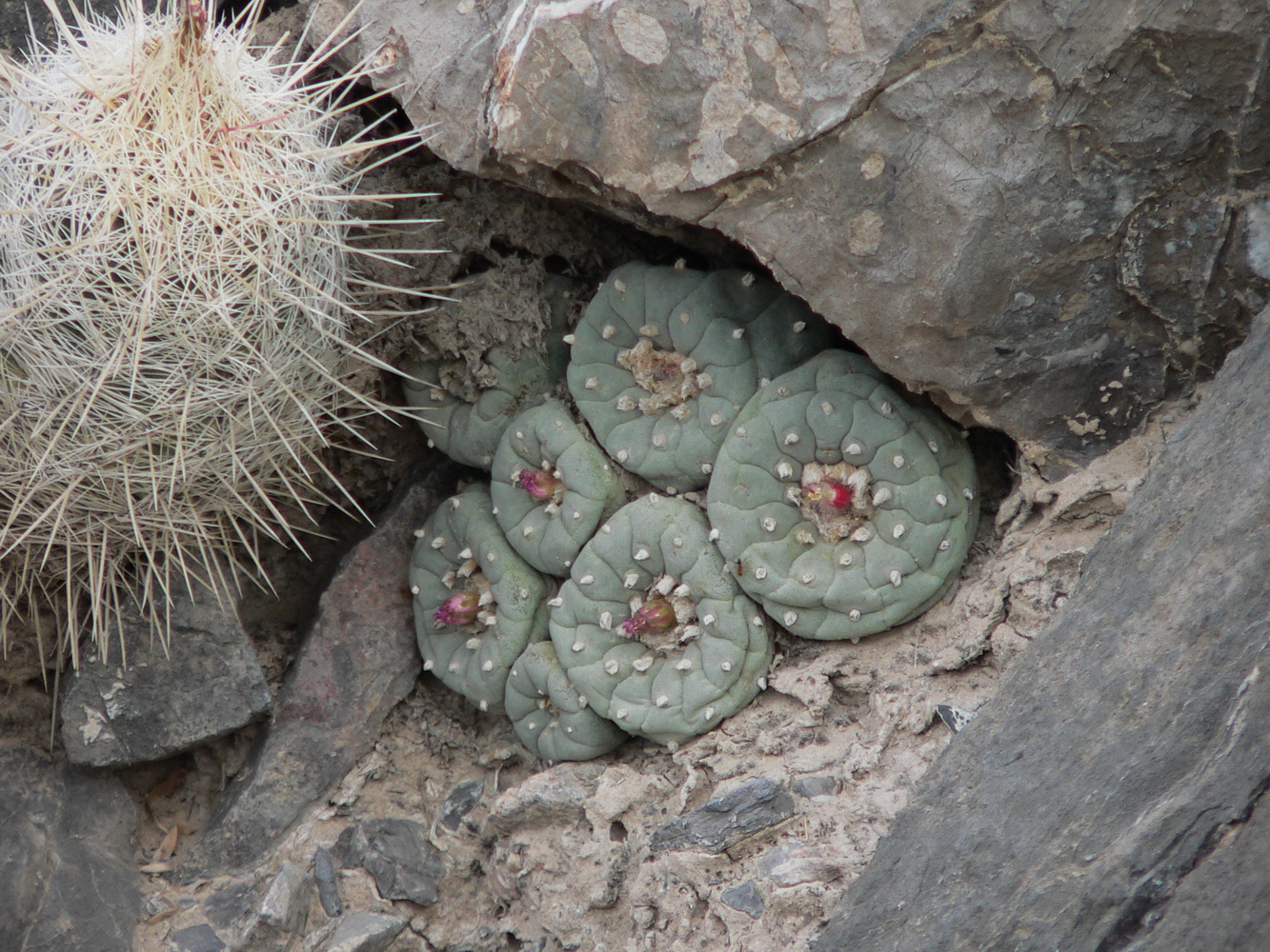 8 Nádherné rostliny Lophophora fricii na S. Zavaleta
