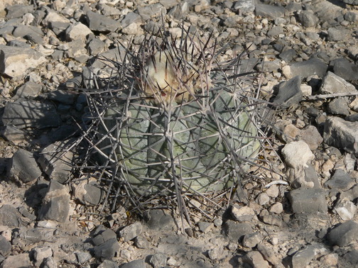 9. Echinocactus horizontalonius