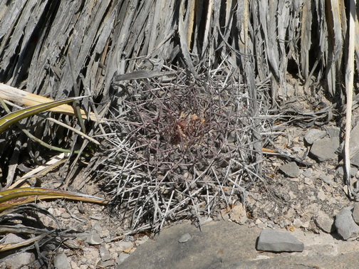 24. Thelocactus nidulans na nalezišti cca 30 rostlin